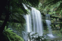 Tasmania, Mt. Field National Park, Russell Falls and tree ferns. by Danita Delimont