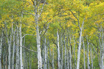 Autumn aspens in McClure pass in Colorado. von Danita Delimont