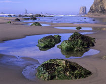 WA, Olympic National Park, Second Beach, Tidepools & Seastacks by Danita Delimont