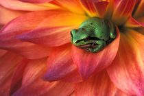 Pacific Chorus frog on dahlia. Credit as by Danita Delimont