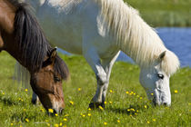 Icelandic Horses in western Iceland. by Danita Delimont