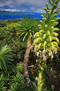 Giant lobelia, Lobelia gloria montis, Lobelia Watershed Preserve, Maui, Hawaii by Danita Delimont