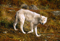 USA, Alaska, Denali NP, Grey Wolf (Canis lupus) von Danita Delimont