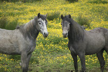In Western Ireland, two horses with long flowing manes by Danita Delimont