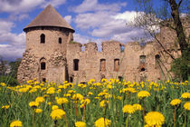 Dandelions surround Cesis Castle in central Latvia. by Danita Delimont