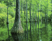USA, Florida, Apalachicola National Forest, Bald Cypress by Danita Delimont
