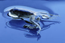 Pacific tree frog with deformed legs, Hyla regilla, Corvallis, Oregon by Danita Delimont