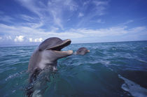 Caribbean Bottlenose dolphins (Tursiops truncatus)  Used in National GeoKids von Danita Delimont