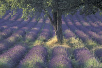 Europe, France, Provence, Sault Lavender fields by Danita Delimont