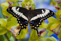 Sammamish, Washington Tropical Butterfly von Danita Delimont