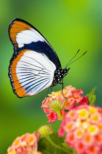 Sammamish Washington Tropical Butterflies photograph of Hypolimnas usambara von Danita Delimont