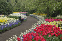 Sidewalk through tulips, daffodils, and hyacinth flowers by Danita Delimont