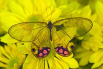 Sammamish Washington Photograph of Butterfly on Flowers, Glass Wing Butterfly von Danita Delimont