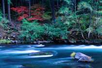 NA, USA, Oregon, Fall Foliage on North Umpquah River von Danita Delimont