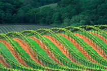 USA, California, Mendocino County von Danita Delimont