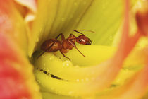 Red Ant Formica spp. Red AntFormica spp. von Danita Delimont