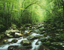 USA, North Carolina, Great Smoky Mountains National Park by Danita Delimont