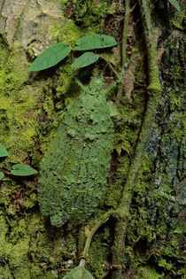 Lichen-mimic katydid camouflaged on tree bark,  Olcinia sp., Sabah, Borneo von Danita Delimont