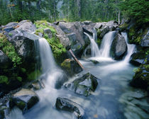 Paradise Creek flows down the slopes of Mount Rainier von Danita Delimont