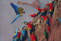 Macaws at clay lick, Tambopata National Reserve, Peru von Danita Delimont