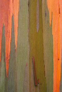 USA, Hawaii, Kauai. Detail of eucalyptus tree bark. Credit as von Danita Delimont