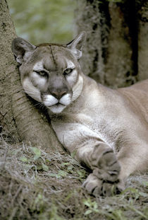 Florida panther, Felis concolor coryi, controlled, endangered specie, by Danita Delimont