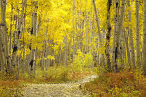 Road with autumn colors and aspens in Kebler Pass. by Danita Delimont