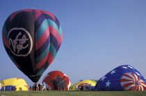 N.A., USA, Indianola. Evening Flight von Danita Delimont