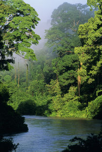 River in lowland rainforest, Danum Valley, Sabah, Borneo by Danita Delimont