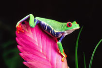 Red Eye Treefrog on Bromeliad, Agalychinis callidryas, Native to Central America von Danita Delimont