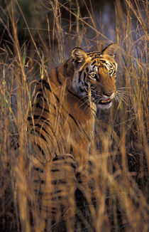 Asia, India, Bandhavagarth National Park by Danita Delimont
