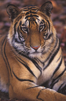 Asia, India, Bandhavagarth National Park Portrait of a 20-month-old male tiger by Danita Delimont