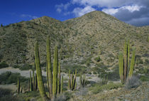 Cactus, Cardon Cactus, endemic, Island Santa Catalina, Baja California, Mexico. von Danita Delimont
