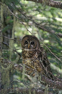 Spotted Owl in Mt. Hood Forest, Oregon, USA. by Danita Delimont