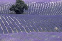 Europe, France, Provence, Sault region Lavender fields by Danita Delimont