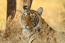 Portrait of Royal Bengal Tiger, Ranthambhor National Park, India. by Danita Delimont