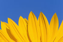 NA,USA,Washington State, Seattle, Sunflower in Blue Sky von Danita Delimont