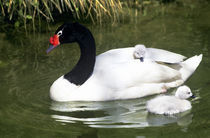 Black-necked swan adult and cygnets in water. (Captive) Credit as von Danita Delimont