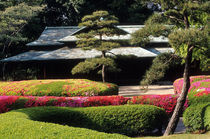 Asia, Japan, Tokyo. Azaleas at the Imperial Palace East Gardens. Credit as von Danita Delimont