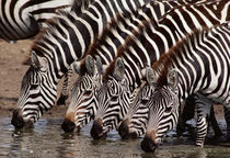 Zebras drinking, Equus quagga, Masai Mara Reserve, Kenya by Danita Delimont
