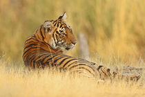 Royale Bengal Tiger sitting outside, Ranthambhor National Park, India by Danita Delimont