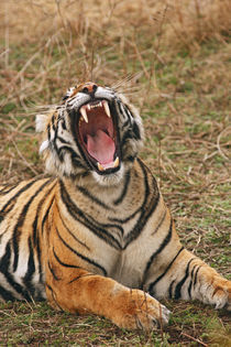 Royal Bengal Tiger yawning, Ranthambhor National Park, India. von Danita Delimont