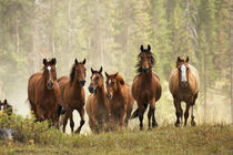 Horses cresting small hill during roundup, Montana. by Danita Delimont