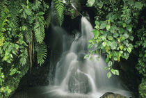 Ecuador, Andes, Cayambe-Coca Nature Reserve, 1400m, small rainforest stream. by Danita Delimont