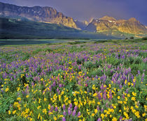 Meadow of wildflowers in the Valley of Glacier National Park, Montana von Danita Delimont