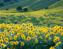 UTAH. USA. Arrowleaf balsamroot in bloom von Danita Delimont