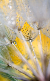 Seedhead with Raindrops. Credit as by Danita Delimont