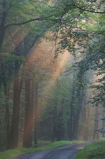 USA, Pennsylvania, Light rays streaming through a forest along a narrow road von Danita Delimont