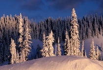 NA, USA, Washington, Mt. Rainier NP Winterscape von Danita Delimont