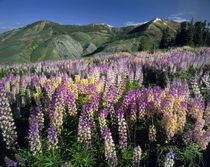 JARBIDGE WILDERNESS, NEVADA. USA. Spur lupine & wyethia von Danita Delimont